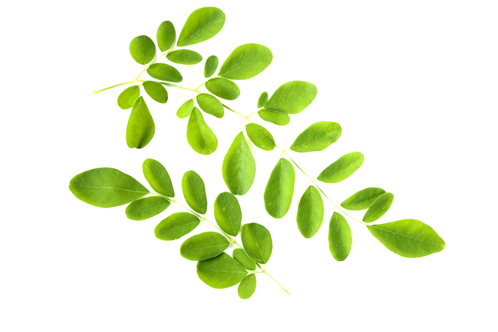 ekstrakt-z-lisci-moringa.jpg