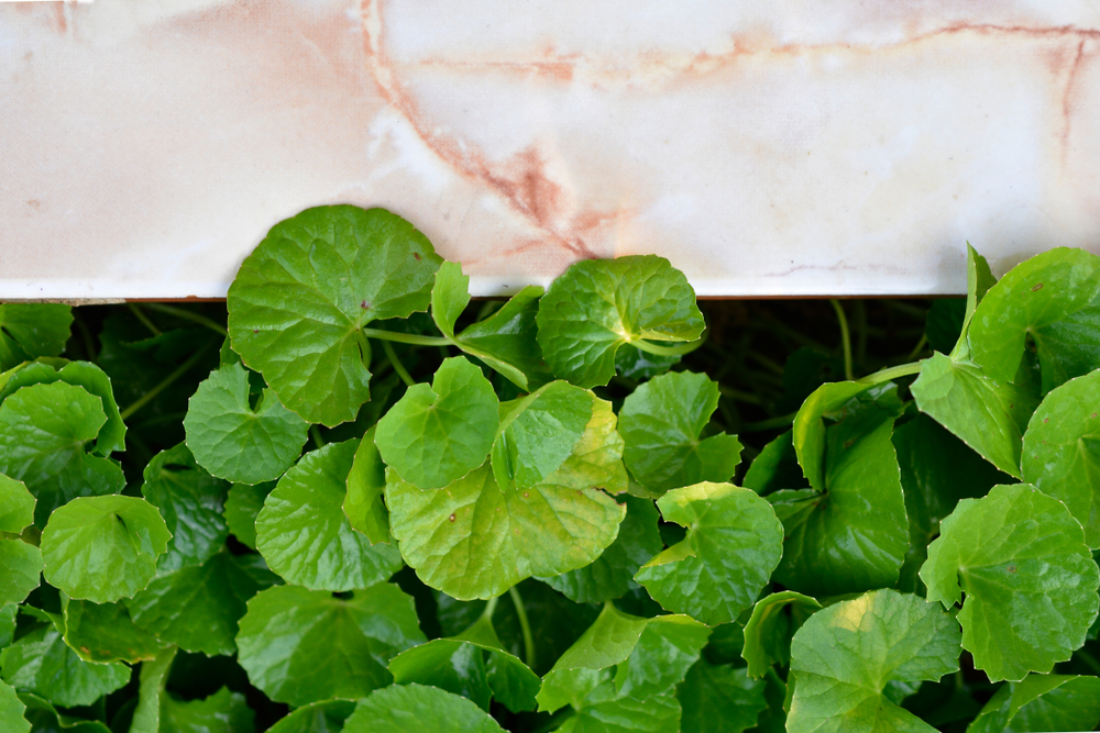 centella-asiatica.jpg